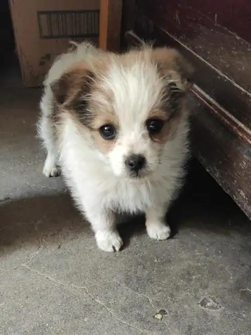 小土狗有在好好长大