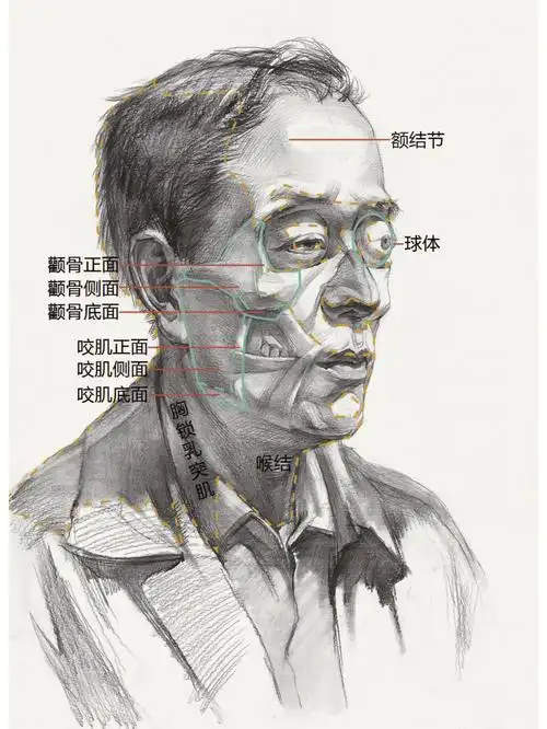 素描头像的肌肉团块结构造型基础要领