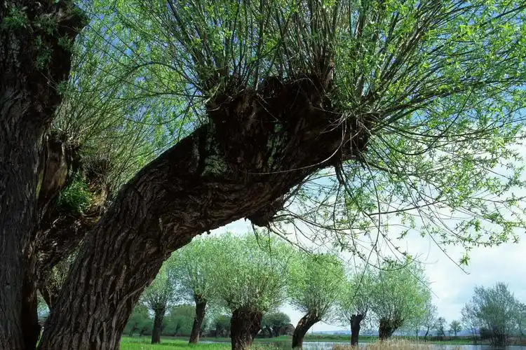 "阴树不入户,入户家不富",啥是阴树?看下你家里种的有吗?