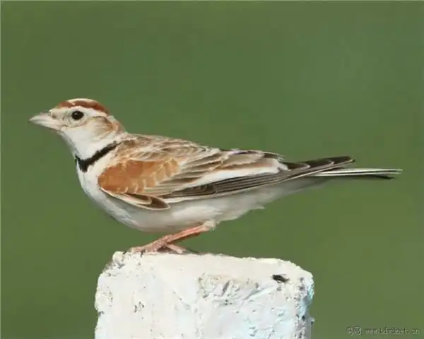 娇小可爱的百灵鸟图片欣赏