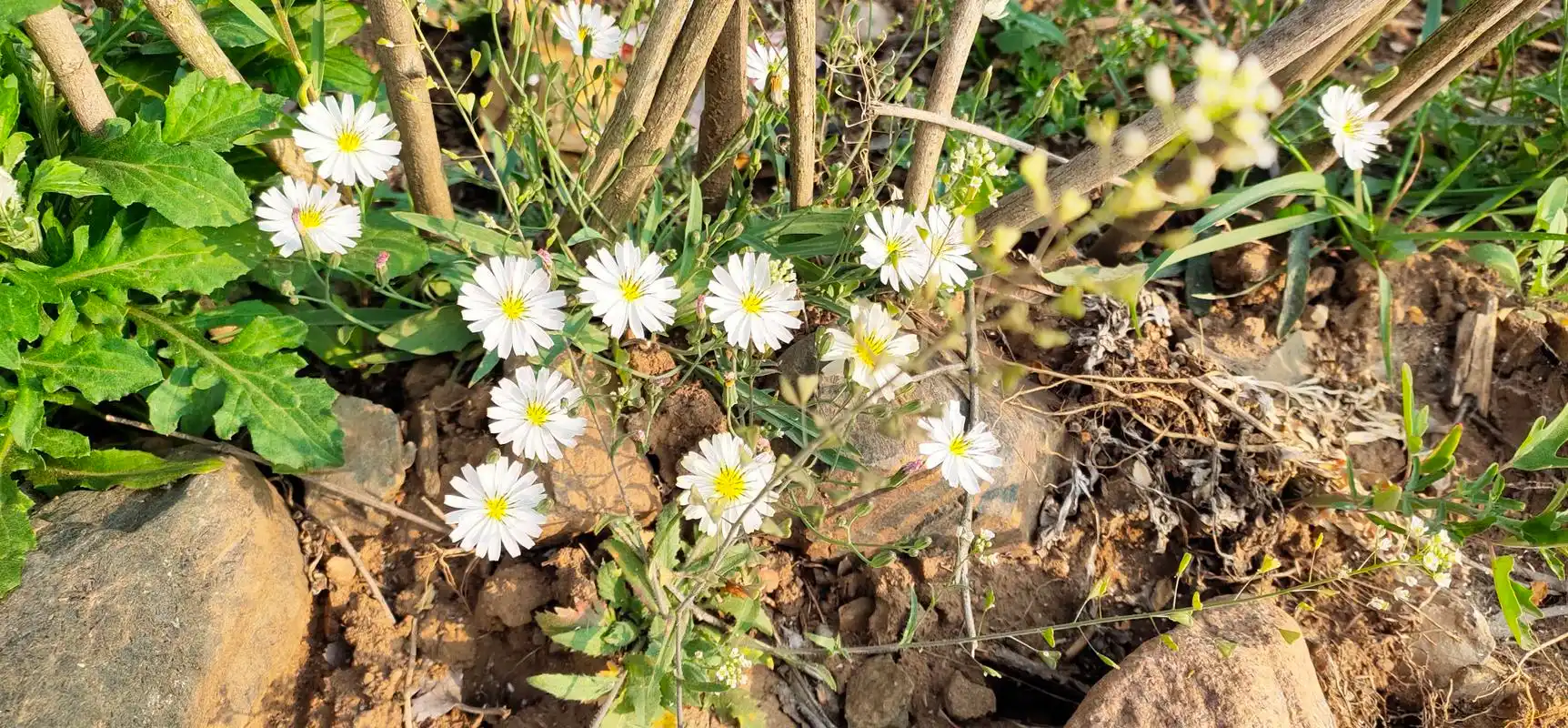 那些田间地头,小路边的野花,儿时的记忆你还有多少