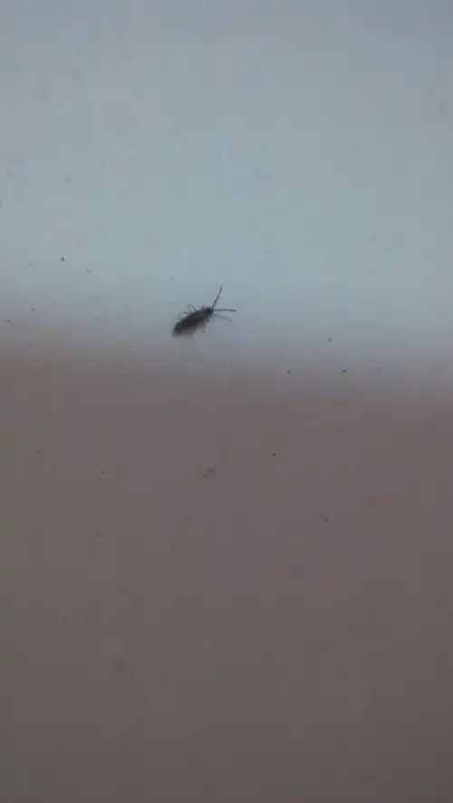 家里墙壁上很多小虫子 麻烦帮忙看下是什么虫