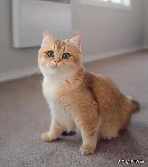 英短金渐层多少钱英国短毛猫丨金渐层