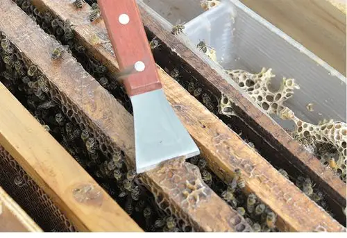 养蜂专用工具蜜蜂蜂箱蜂具多功能起刮刀养蜂工具不锈钢起刮刀