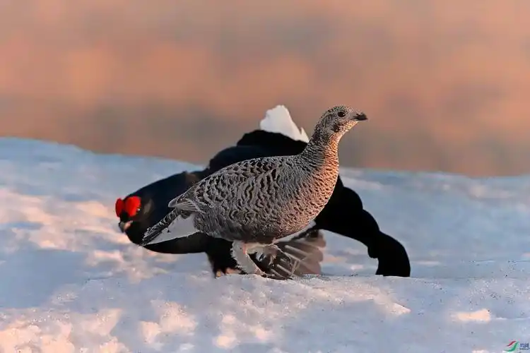 雪山脚下的战斗机—《黑琴鸡》