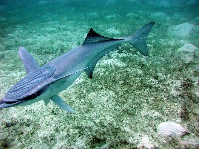 鮣鱼这种独特的习性很早就被海边的渔民所利用,美洲,非洲,澳洲等地的