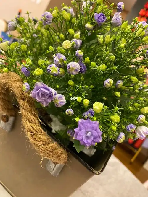 丹麦重瓣风铃 第22天 有点小状况