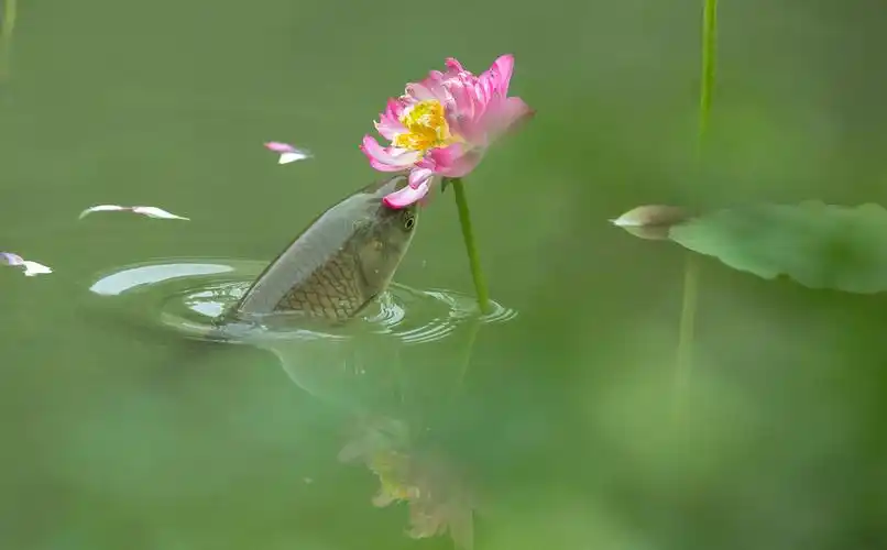鱼吃荷花二三事