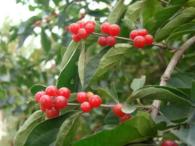 红豆为什么又叫相思豆?