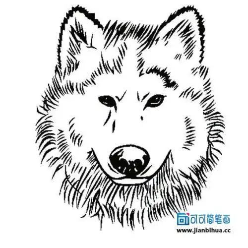 可爱的狼头简笔画