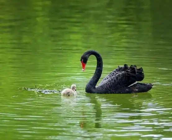 黑天鹅在爱情里什么寓意(黑天鹅的寓意及象征)
