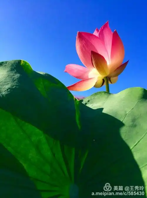 《荷花篇》拍摄编辑王秀玲 摄于2016年7月