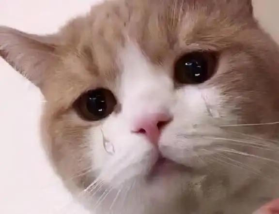 喵星人|睫毛|耳螨|猫粮_网易订阅