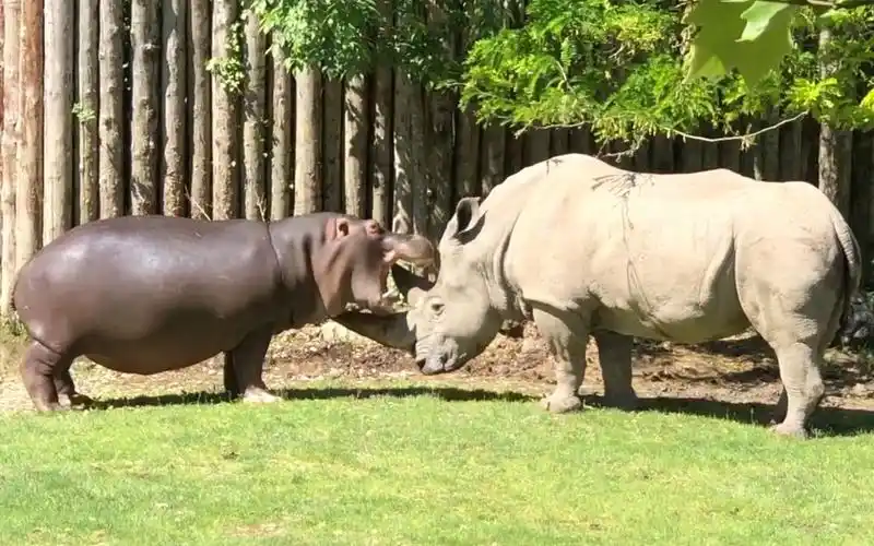 河马与白犀牛的日常友好切磋