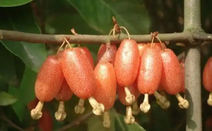 南方|羊奶|野果_新浪新闻