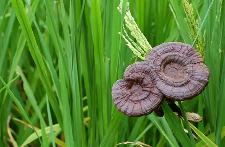 为救全村女子吃下龙涎草,身体变成青蛇,被人识破再也变不回人身