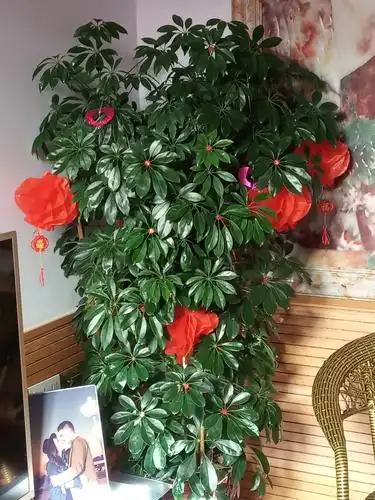 发财树开花   迎新娘到家