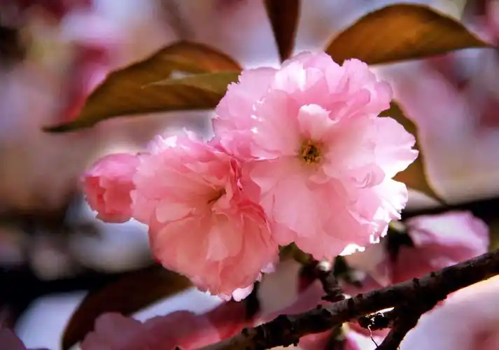日本晚樱关山樱的花朵
