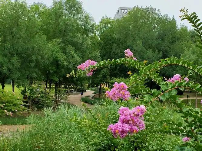 雨后公园景色秀丽……2020.7.27