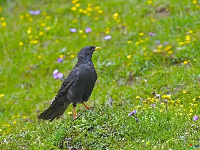 黄嘴山鸦