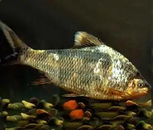 南方白甲鱼图片及南方白甲鱼种类