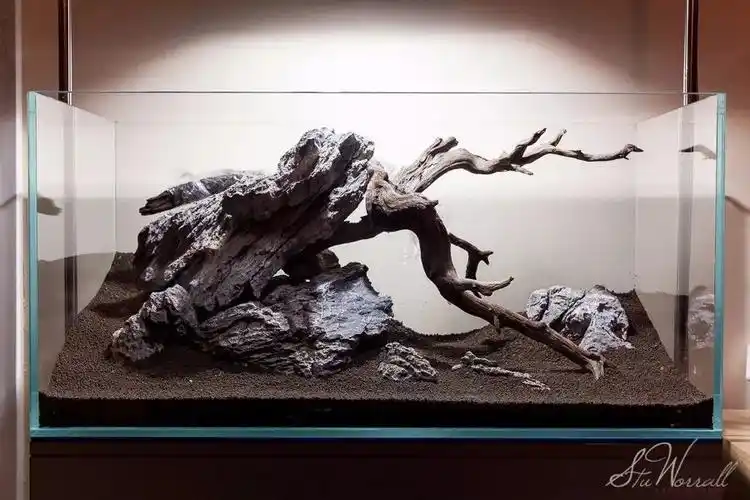 将缸内的石块固定好之后,沉木就可以入缸了.