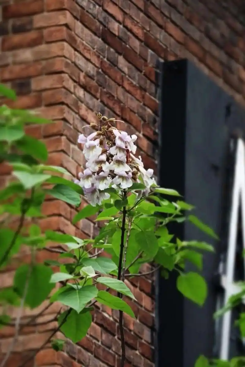 每日植物-泡桐,梧桐还是法国梧桐?