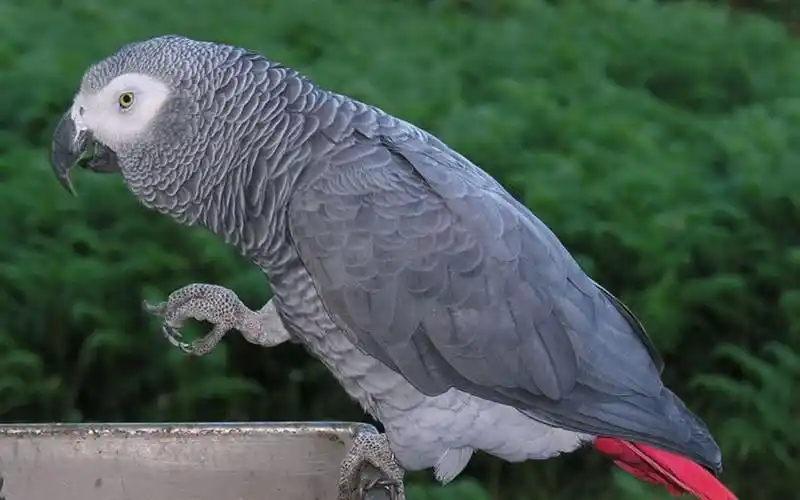 世界上最聪明的鹦鹉,一只叫alex的非洲灰鹦鹉的故事