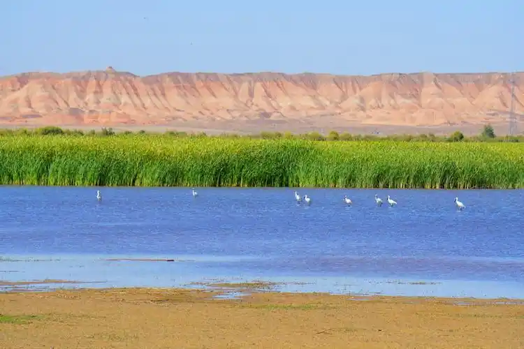 甘肃高台黑河湿地保护区水鸟进入繁殖高峰