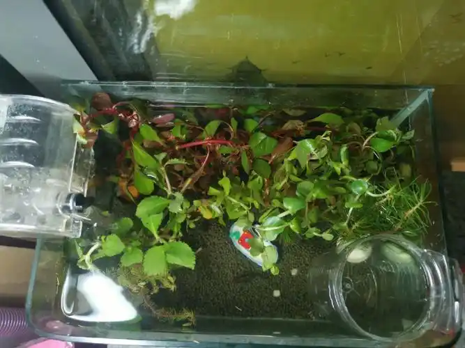 手残党人士矿泉水瓶自制孔雀鱼繁殖盒隔离盒