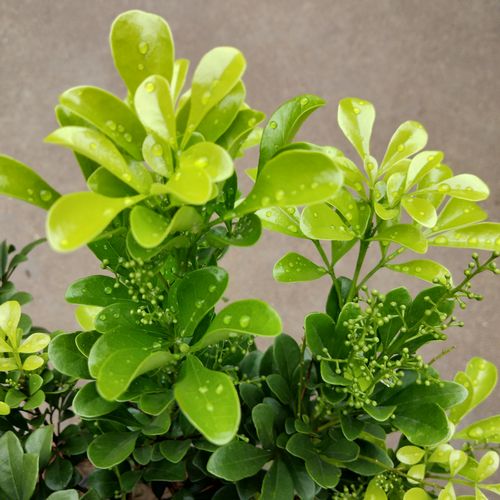 米兰花盆栽浓香香型花苗室内花卉雅气十足芳香时令草本花卉