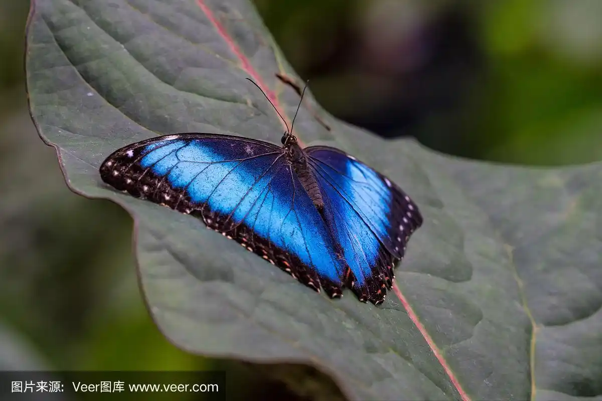 蓝色大闪蝶,也叫帝王蝶,大闪蝶在花上休息