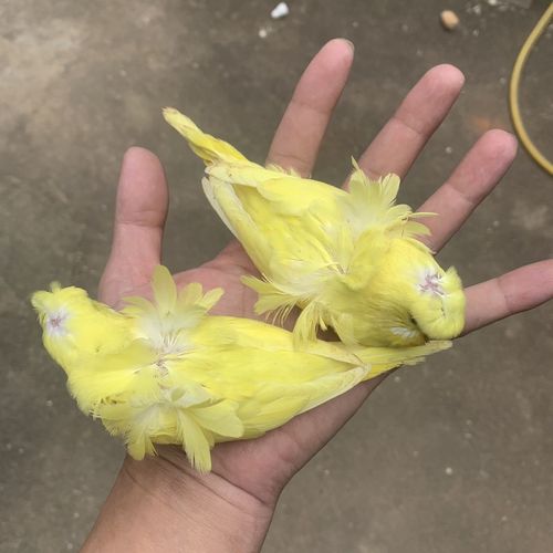 黄黑双大花(一公一母)实物拍:一对一拍羽衣虎皮鹦鹉【4月3日发完】