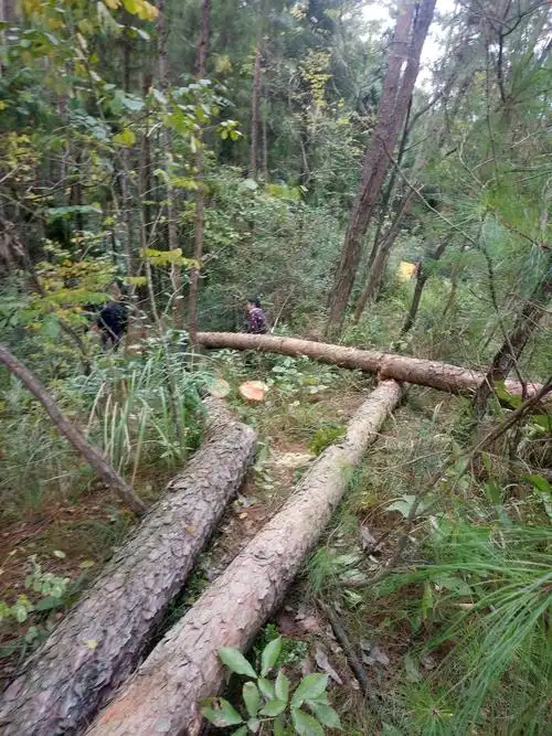 2018年10月回家砍树