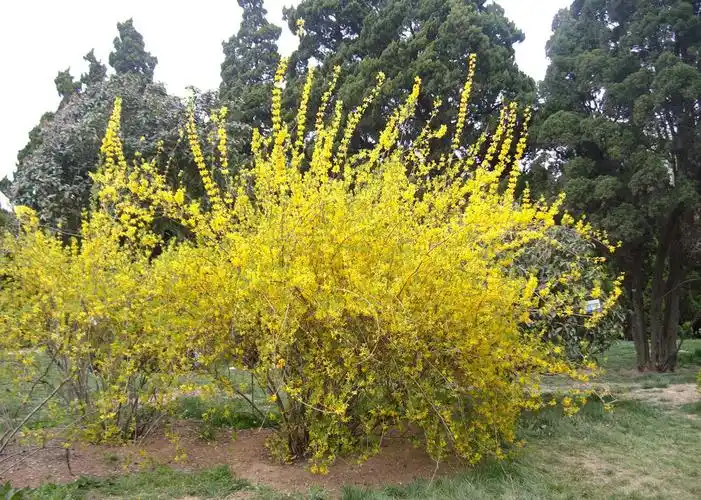 德丰批发连翘青翘清热解毒消肿散结量大从优