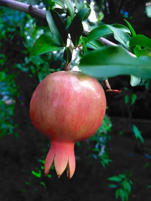 秋天石榴成熟,红红的石榴 代表着富贵吉祥