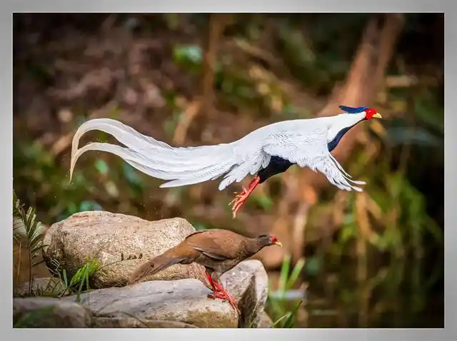 看见凤凰鸟预示着什么,凤凰鸟象征什么(男子晨练偶遇"