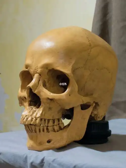 素描头骨四分之三侧