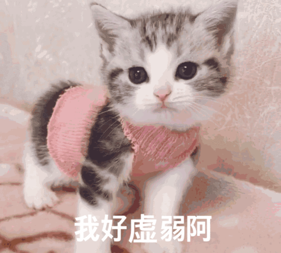 大家还有什么私藏的动物表情包吗?,要沙雕的那种(可爱绕行)?