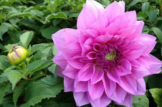 大丽花播种当年开花吗