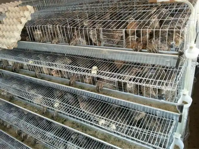 用于鹌鹑养殖的家禽鹌鹑层笼子