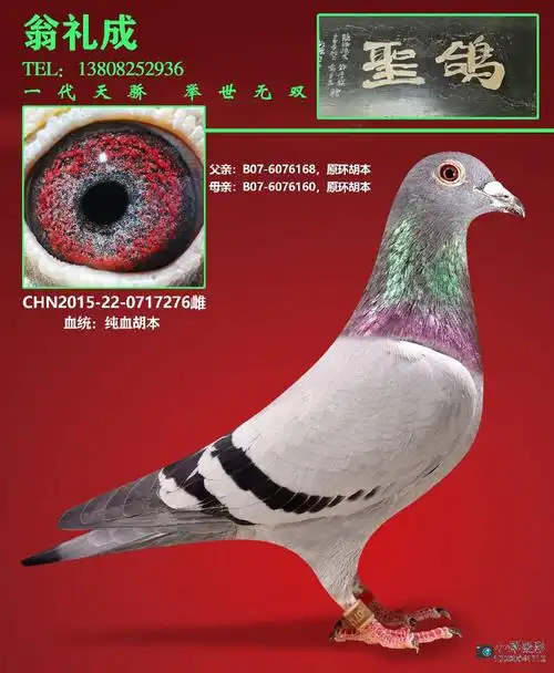 纯血胡本0717276 - 巴蜀鸽后翁礼成鸽舍