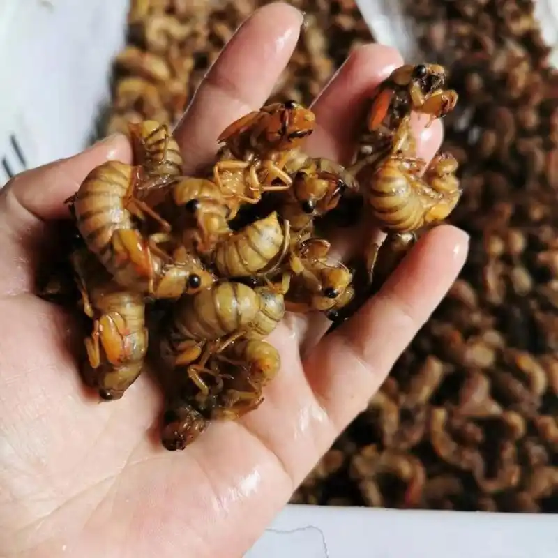 知了猴新鲜金蝉银蝉活体速冻结了龟爬叉猴鲜活唐僧肉知了河南特产金蝉