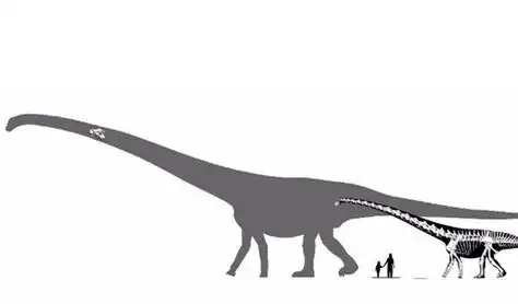 沉重龙是泰坦巨龙类恐龙的一种,属于巨型恐龙,体长15-20米左右,诞生于