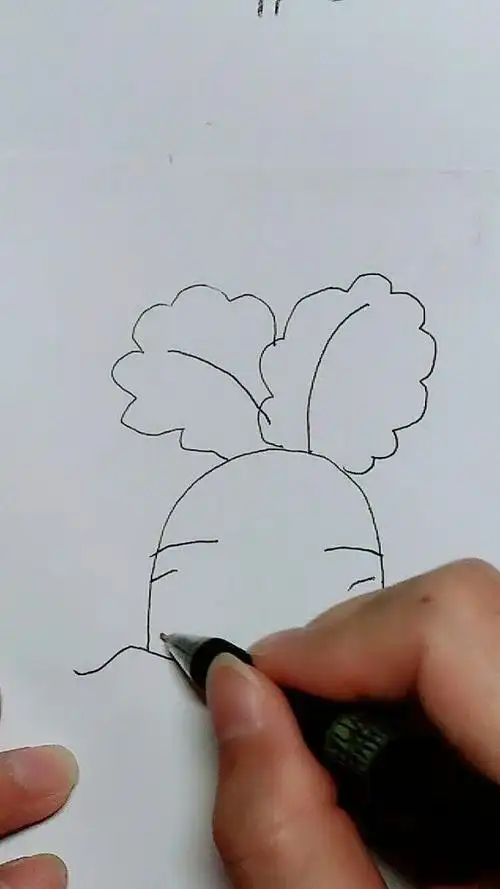 简笔画   白萝卜