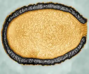 虽然封存3万年的阔口罐病毒被发现,且能攻击阿米巴变形虫,但是它对