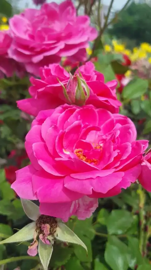 王者荣耀#美丽绽放的粉色月季花