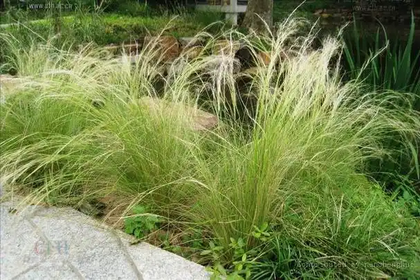 1,针茅(克氏针茅):禾本科针茅属草本植物.