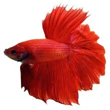 斗鱼活体马尾狮王半月斗鱼小型观赏热带鱼淡水鱼 半月 公 红色系列