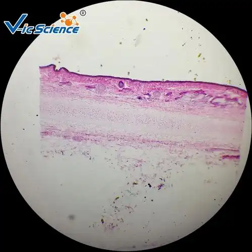 结缔组织教学标本高等教育使用教学切片组织学与胚胎学玻片标本显微镜